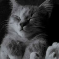 Macan_Rizzqol