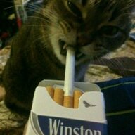 MurMeow